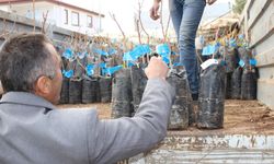 Antalya'da Büyükşehir'den çiftçilere Toros fıstığı fidanı desteği