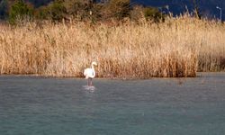 Bu sefer Kemer’e turist değil flamingo geldi