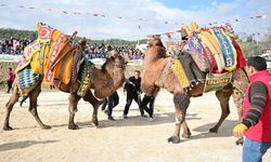 Kumluca’daki deve güreşleri heyecan dolum anlar yaşattı