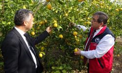 Mersin'de limon suyu denetimi: Hedef, limon tüketimini artırmak