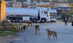 Antalya’da başıboş köpek esareti! Mahallede çete gibi geziyorlar