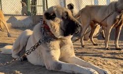 Sivas'ın ünlü kangal köpekleri Arabistan yolcusu