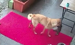 Köpeğin annelik içgüdüsü yürekleri ısıttı! Yavrusu için yardım istedi