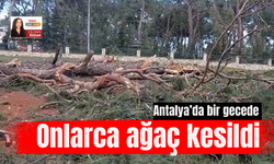 Antalya’da bir gecede onlarca ağaç kesildi