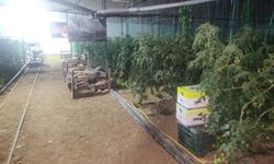 Soğuk hava çiftçinin cebini boşalttı!