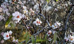 Antalya’da sıcaklık rekoru kırıldı! Badem ağaçları çiçek açtı!