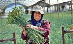 Çicek üreticileri, artan maliyetler ve iklimle mücadele ediyor