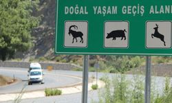 Antalya'da yollara yaban hayvanları için düzenleme geliyor