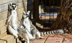 Antalya’da lemurların güneş keyfi