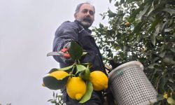 Mersin'de kar yağışı, limon hasadına engel olamadı