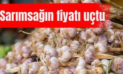 Sarımsak aldı başını gidiyor