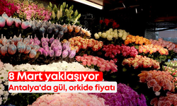 8 Mart yaklaşıyor: Antalya'da gül, orkide  fiyatı