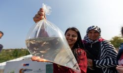 Mersin'de kadınlar, haşereyle mücadele için lepistes balığı yetiştiriyor