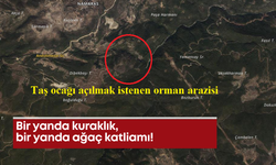 Bir yanda kuraklık, bir yanda ağaç katliamı!