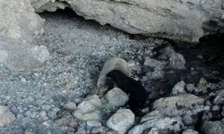 Muğla Gökova'da yavru Akdeniz foku görüntülendi