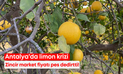 Antalya’da dalında kalan limonun zincir market fiyatı krize neden oldu!