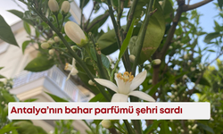 Antalya’nın bahar parfümü şehri sardı