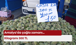 Antalya’da çağla zamanı… Kilogramı 300 TL