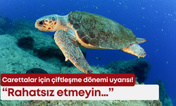 Carettalar için çiftleşme dönemi uyarısı! Rahatsız etmeyin…