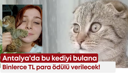 Antalya’da bu kedi kayıp! Bulana ödül verilecek