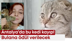 Antalya’da bu kedi kayıp! Bulana ödül verilecek