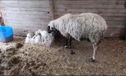 Burdur'da mucize doğum: Dördüz doğurdu