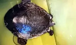 Bilinçsiz balıkçılar caretta carettaya zarar verdi