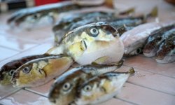 Balon balığına 5 yılda büyük darbe: 665 bin avlama, 50 milyonluk tehlike önlendi