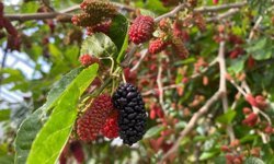 Antalya’da dut sezonu başladı! Sokaklar kırmızıya büründü