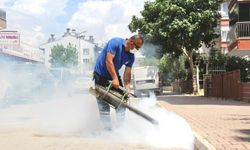 Antalya’da vızıltılı günler başladı! Belediye ekipleri  sahada