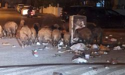 Marmaris'te domuz alarmı: Sokaklar tehdit altında, halk tedirgin
