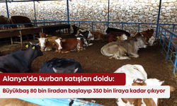 Alanya'da kurban satışları doldu: Büyükbaş 80 bin liradan başlayıp 350 bin liraya kadar çıkıyor