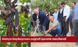 Alanya Keçiboynuzu coğrafi işaretle tescillendi