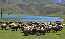 Yörükler yayla yolunda: Toroslar'a göç başladı