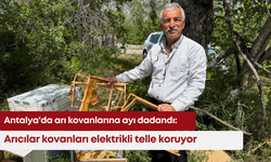 Antalya'da arı kovanlarına ayı dadandı: Arıcılar kovanları elektrikli telle koruyor