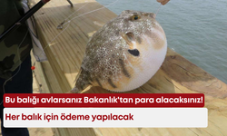 Bu balığı avlarsanız Bakanlık'tan para alacaksınız! Her balık için ödeme yapılacak