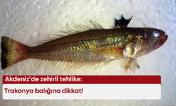 Akdeniz’de zehirli tehlike: Trakonya balığına dikkat!