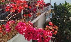 Antalya’da begonviller çiçek açtı… Şehirde kartpostallık görüntüler