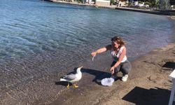 Martının dostluğu yürek ısıttı: 4 yıldır balıkçıların peşinde