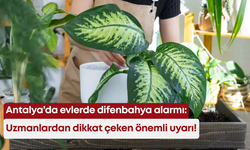Antalya’da evlerde difenbahya alarmı: Uzmanlardan dikkat çeken önemli uyarı!