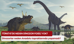 Türkiye’de neden dinozor fosili yok? Dinozorlar neden Anadolu topraklarında yaşamadı?