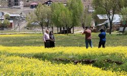 Hisarlık Yaylası'nda bahar güzelliği: Düğün çiçekleriyle görsel şölen