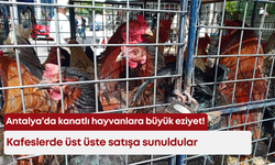 Antalya’da kanatlı hayvanlara büyük eziyet! Kafeslerde üst üste satışa sunuldular