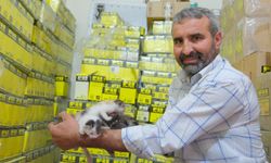 Tamirhaneye sığınan kedi anne oldu