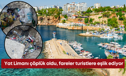 Yat Limanı çöplük oldu, fareler turistlere eşlik ediyor