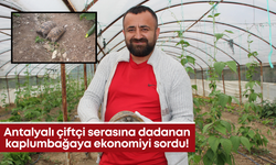 Antalyalı çiftçi serasına dadanan kaplumbağaya ekonomiyi sordu!
