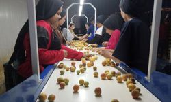 Mut kayısısının 100 bin tonu Orta Doğu ve Avrupa'ya ihraç edilecek