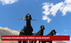 Antalya kırsalında bir kültür sona eriyor!