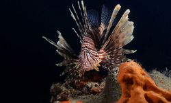 Kemer’in bu güzelliğini ilk kez görecekseniz! Sualtı Günleri başlıyor