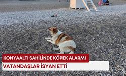 Konyaaltı sahilinde köpek alarmı! Vatandaşlar isyan etti